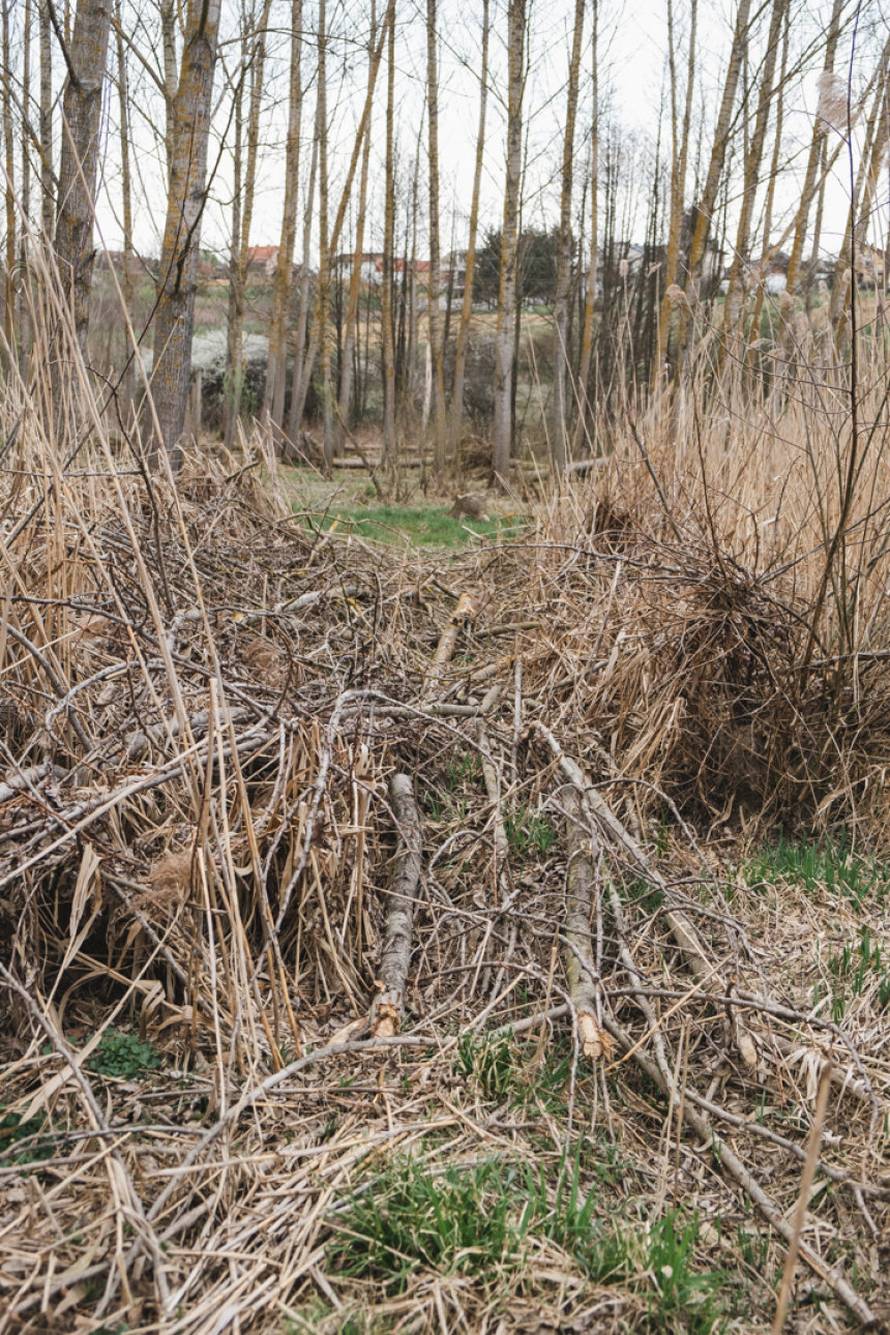 Dabrovi u Novom Marofu rade probleme: 'Ukrali su 200 letvi radnicima i odnijeli ih u potok'