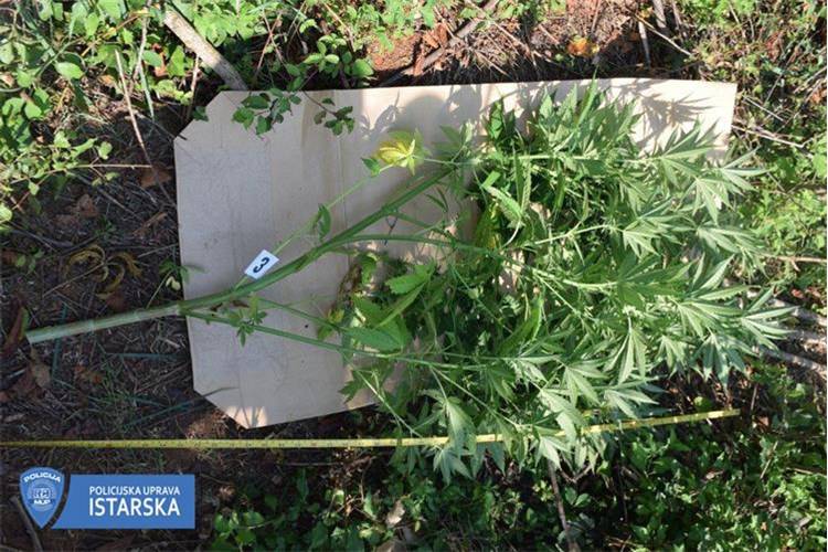 Sadio marihuranu kod Umaga: Zaplijenili su mu čak 37 biljaka