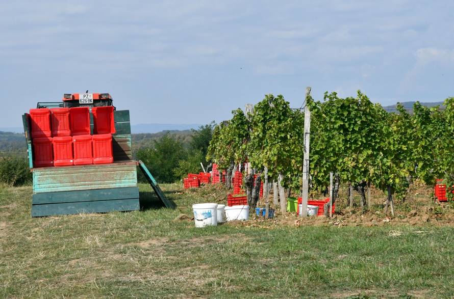 Mitrovac: Berba groÅ¾Äa u vinograduÂ predsjedniÄkog kandidata Miroslava Å kore