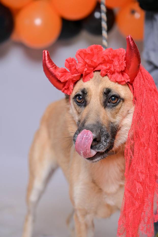 Sklonište u Dumovcu poziva na posebno jesensko udomljavanje pasa i mačaka