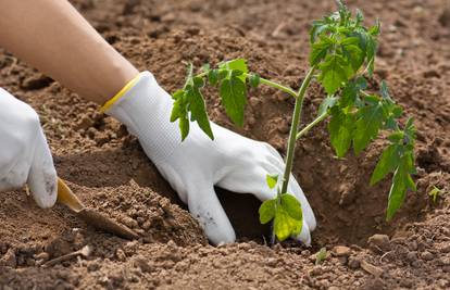 Savjeti za vrtlare: Prije sadnje otkrijte kakvu zemlju imate