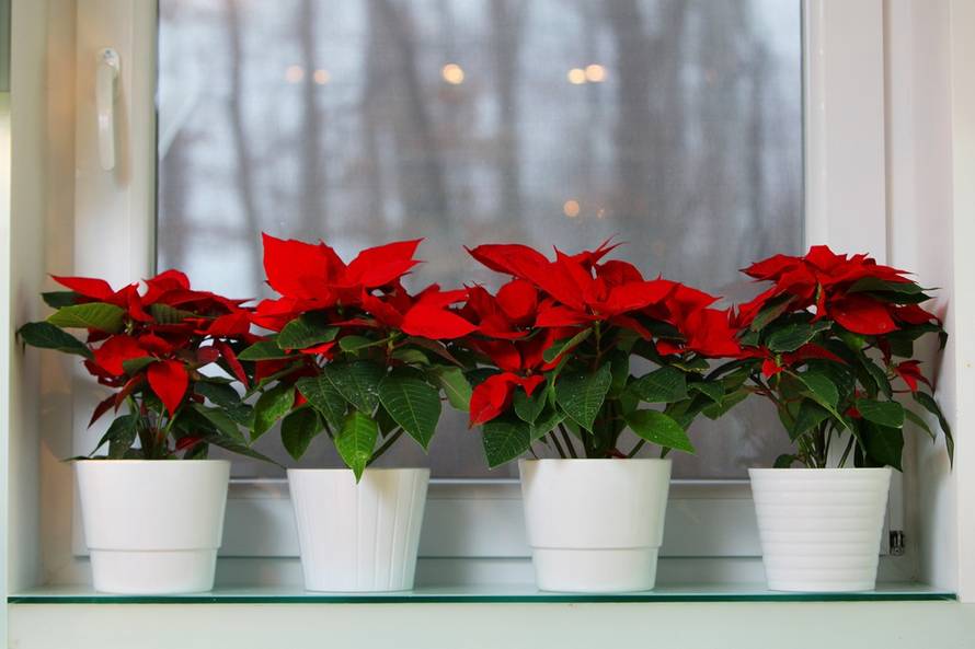 Tomislav Miletić/Pixsell