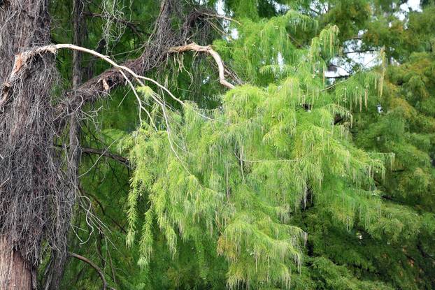 Obilazak Aboretuma Opeka u Marčanu, najvećeg arboretuma u Hrvatskoj