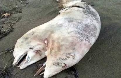Čudo iz dubina: More na obalu izbacilo tijelo dvoglavog delfina
