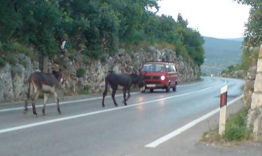 Dva magarca na magistrali lovila crtu po sredini ceste