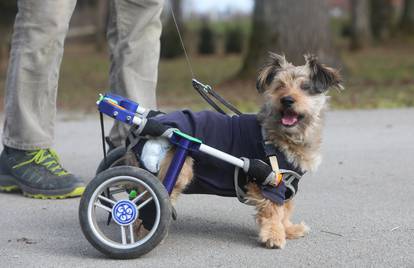 Mjesanac Gizmo usprkos invalidnosti veselo trci parkovima