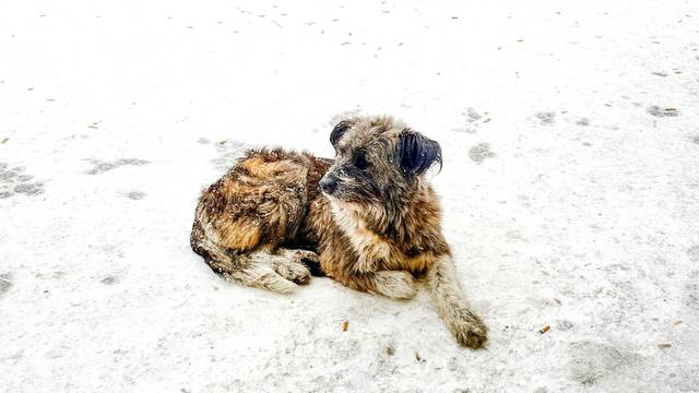 Curica (10) preživjela snježnu oluju u Rusiji grleći psa lutalicu