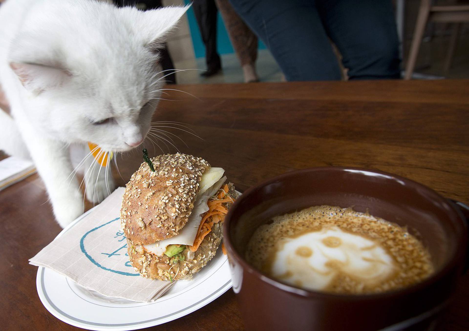 Включи коте ресторан. Кошка в ресторане. Кошачье кафе. Кафе с котиками. Кот в кафе.