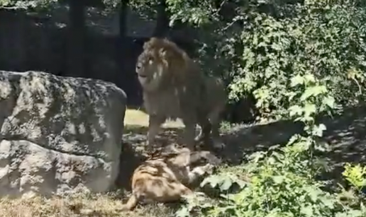 VIDEO Ovo su posljednji trenuci lavice Tayri u Zoo Vrtu Zagreb