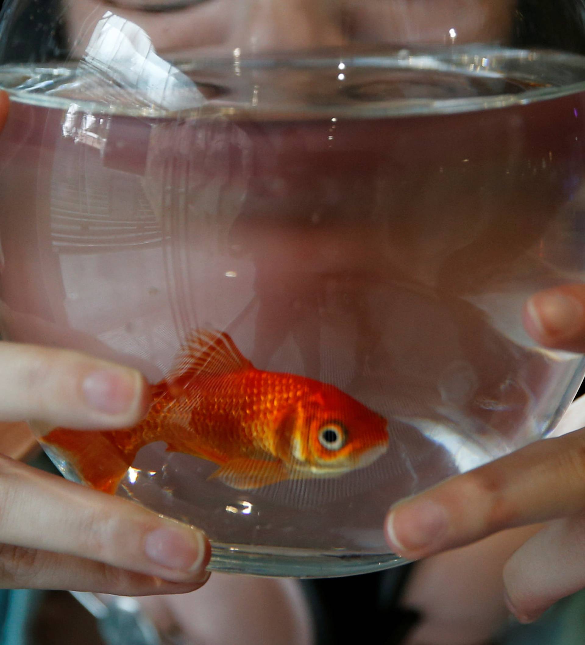 Emie Le Fouest from Paris brings her goldfish named "Luiz Pablo" to Paris aquarium as part of an operation launched to take care of hundreds of goldfish abandoned by French holiday-makers, in Paris