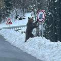 HIT FOTKA! Medo naslonjen na znak u Gorskom kotaru: 'Barem netko brine o na&scaron;im cestama...'