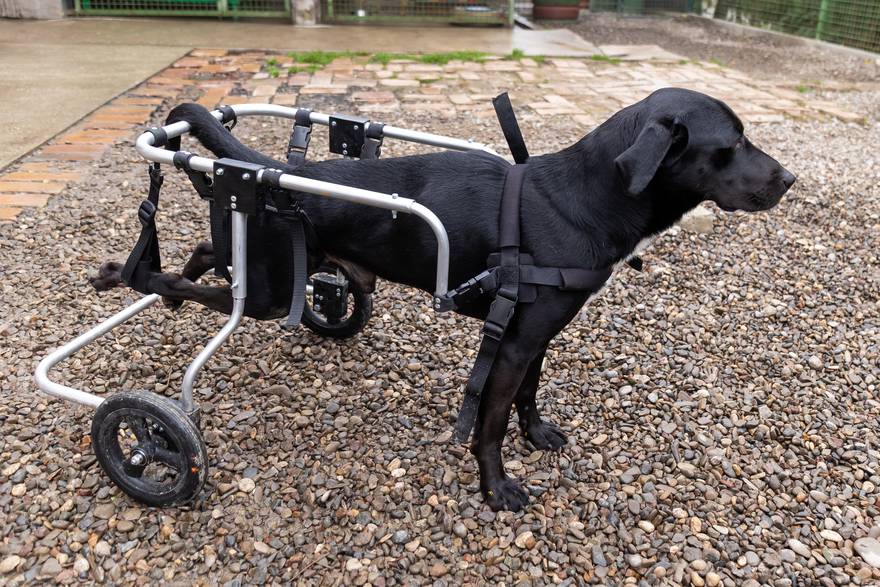 Psi invalidi