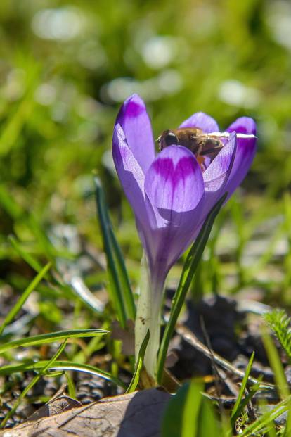 Ljubičasti “tepih” na travnatim površinama Dugava razveselio je pčele
