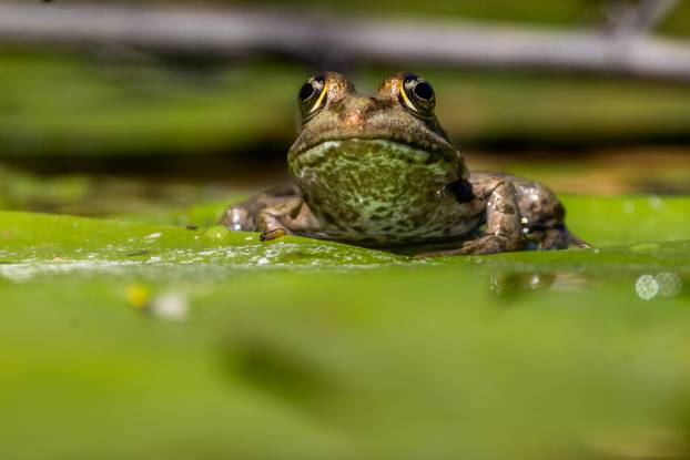 Zagreb: Biljni i životinjski svijet na jezeru Savica