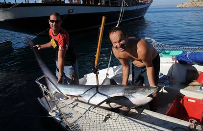 Ribari iz Makarske ulovili morskog psa od tri metra