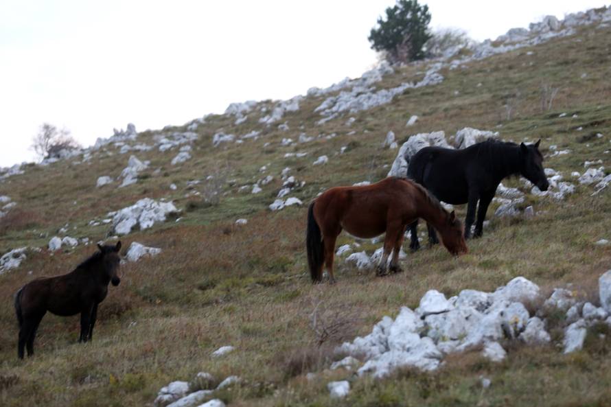 'Vukovi su nam zaklali čak 500 ždrjebadi, gori su od medvjeda'
