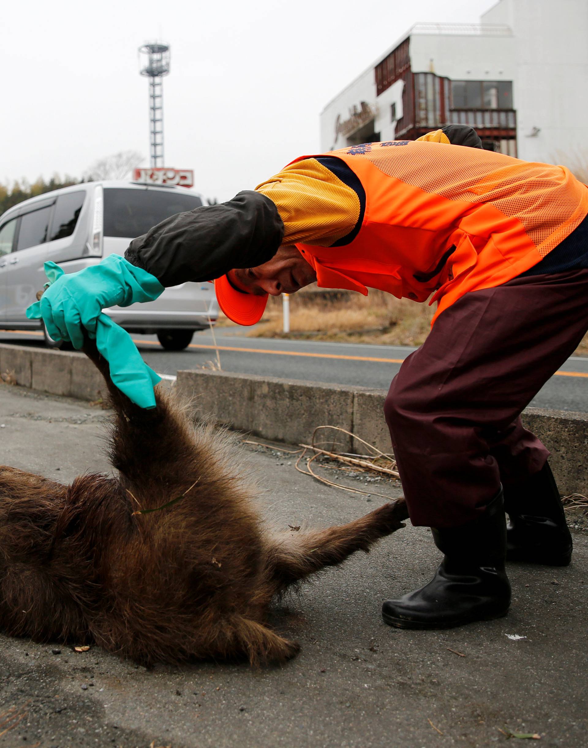 A member of Tomioka Town's animal control hunters group, looks at a wild boar killed by road accident on Route six in an evacuation zone near TEPCO's tsunami-crippled Fukushima Daiichi nuclear power plant in Tomioka town