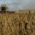 Izvoz poljoprivrednih proizvoda iz Ukrajine u kolovozu će dosegnuti oko četiri mil. tona
