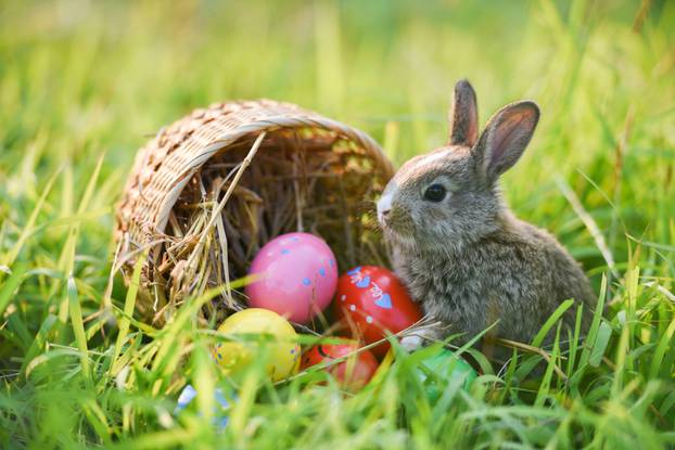 Easter,Bunny,And,Easter,Eggs,On,Green,Grass,Field,Spring
