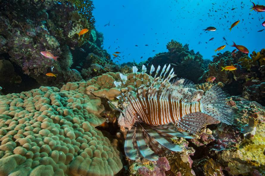 Lionfish / Pterois