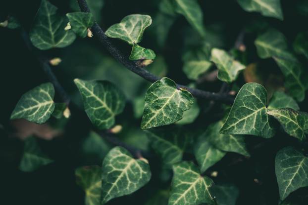 white flower and green tropical leaves beautiful alley and ornamental plants on green