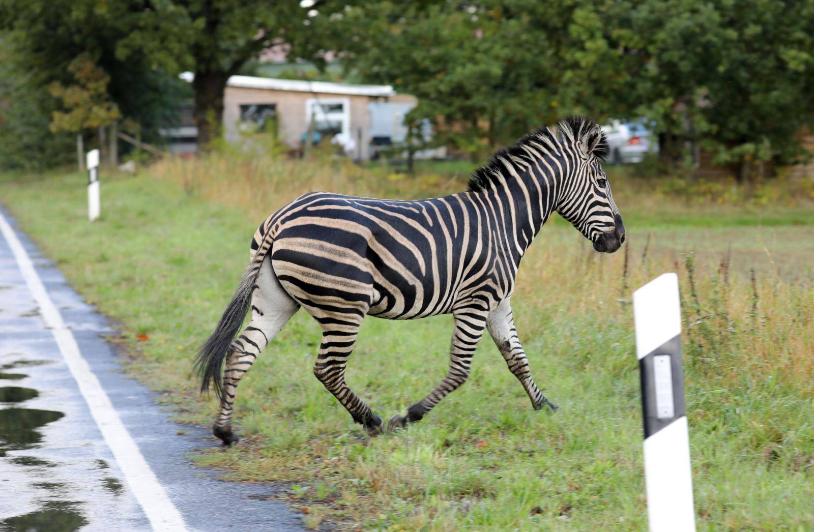 Circus zebras erupted