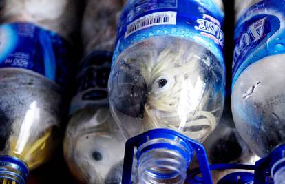 U plastične boce nagurali 24 kakadua da bi ih skupo prodali