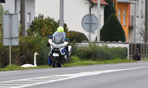 Prometnu i vozačku? Nemam! Kod Čakovca intervenirala policija zbog labuda na cesti