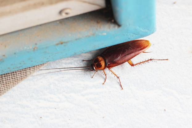 Closeup,Cockroach,With,Blur,Background