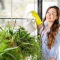 Napunite kantice kišnicom pa onda zalijte svoje sobne biljke