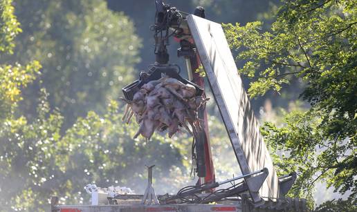 Ministar će zaraditi, meso neće poskupjeti, ali uvozit ćemo ga više. Svinjogojci: 'Strah nas je'