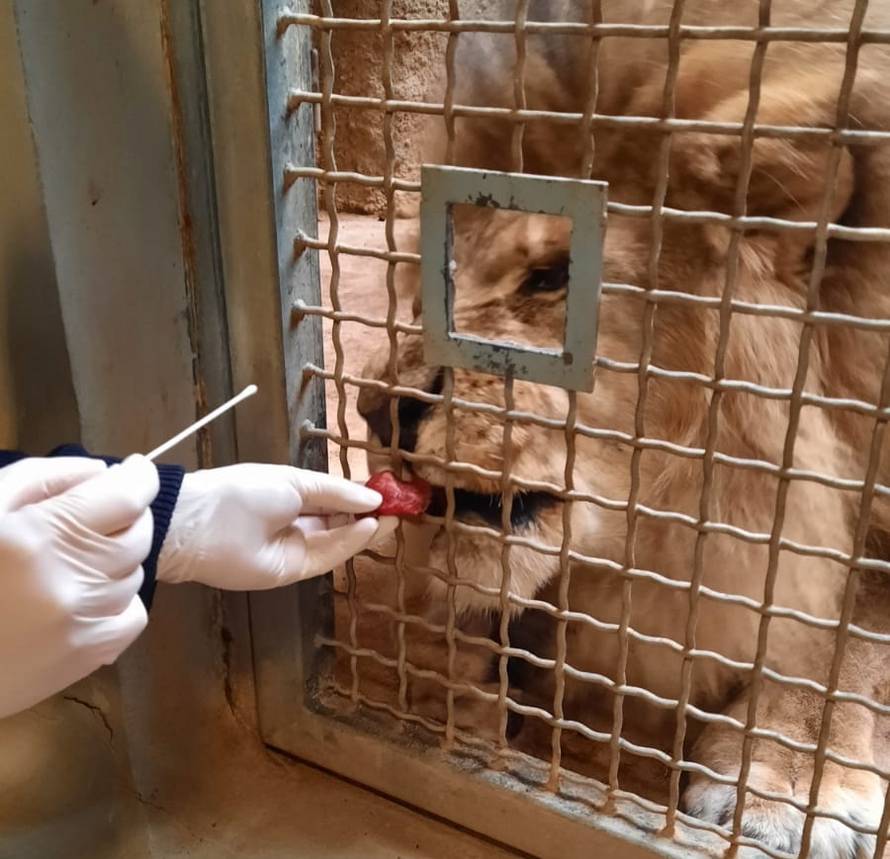 VIDEO Ovako su testirali lavove u Zagrebu na koronu: 'Otvore usta, a mi njima štapić u nos'