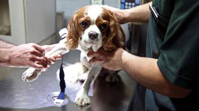 Troje Britanaca oboljelo je od rijetke bolesti koja se širi među psima: Simptomi nisu bezazleni