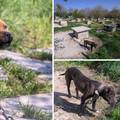 Diler imao uzgajalište pasa u Smokoviću: Nisu bili cijepljeni, na nekima je bilo i ožiljaka