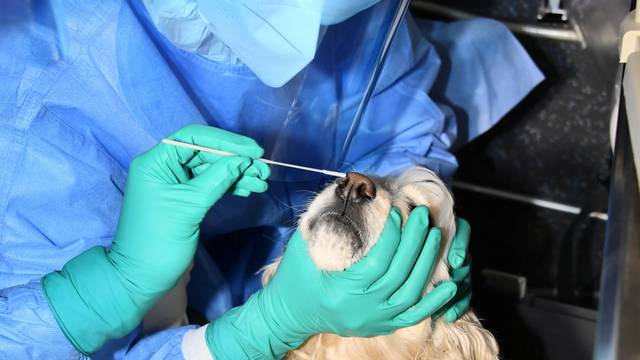 A person wearing personal protective equipment (PPE) holds a dog which has a swab sample taken for a coronavirus disease (COVID-19) test in Seoul