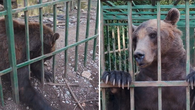 VIDEO Užas u C. Gori: Medvjed Ljubo živi u strašnim uvjetima, a od muke grize svoje šape