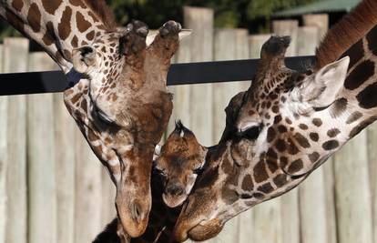 Uz pomoć genetike otkrili kako su žirafe dobile duge vratove