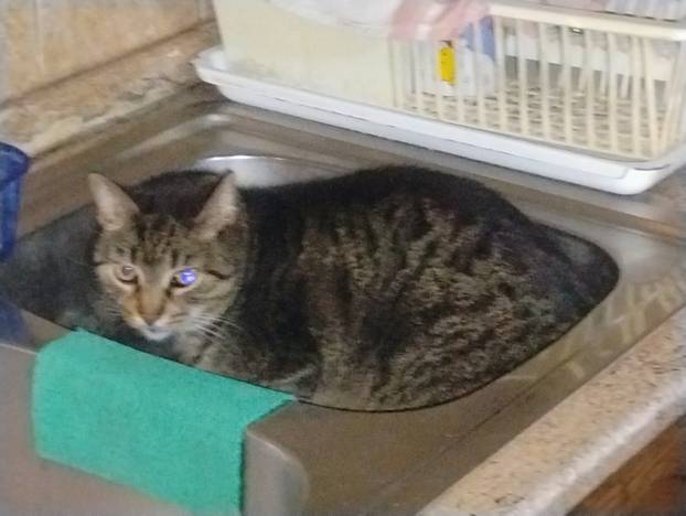 SUPER FOTKE vaših ljubimaca! Neki bi mogli biti viralni hit, ali svi su jednostavno neodoljivi