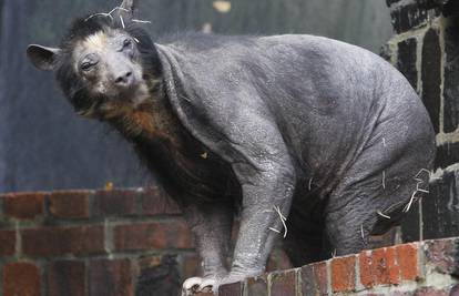 Medvjedice iz ZOO-a u Leipzigu ostaju bez dlake