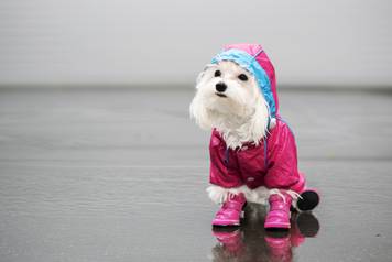 The,Dog,In,The,Rain