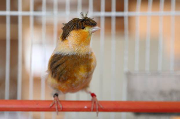 Zagreb: Njema?ki kukmasti kanarinac