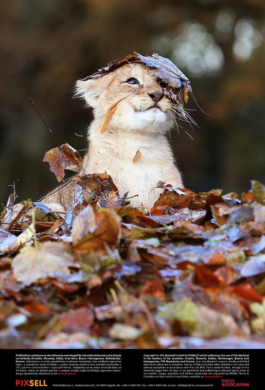 Press Association/Pixsell