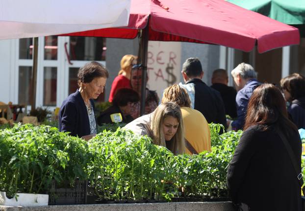 Šibenik: Bogata ponuda sadnica raznog povr?a