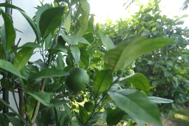 Egzotični vrt Igora Čupića