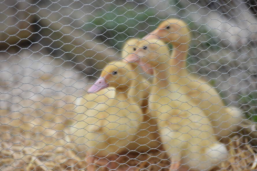 Kupila patke i spasila ih od lonca, a čuvaju ih psi iz azila
