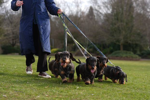 Crufts Dog Show 2025 - Day Two
