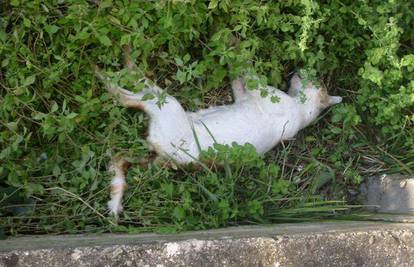 Mokošica: Trovač mačaka ubio 20 životinja u parku