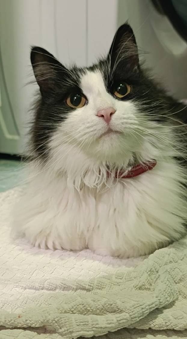 SUPER FOTKE vaših ljubimaca! Neki bi mogli biti viralni hit, ali svi su jednostavno neodoljivi