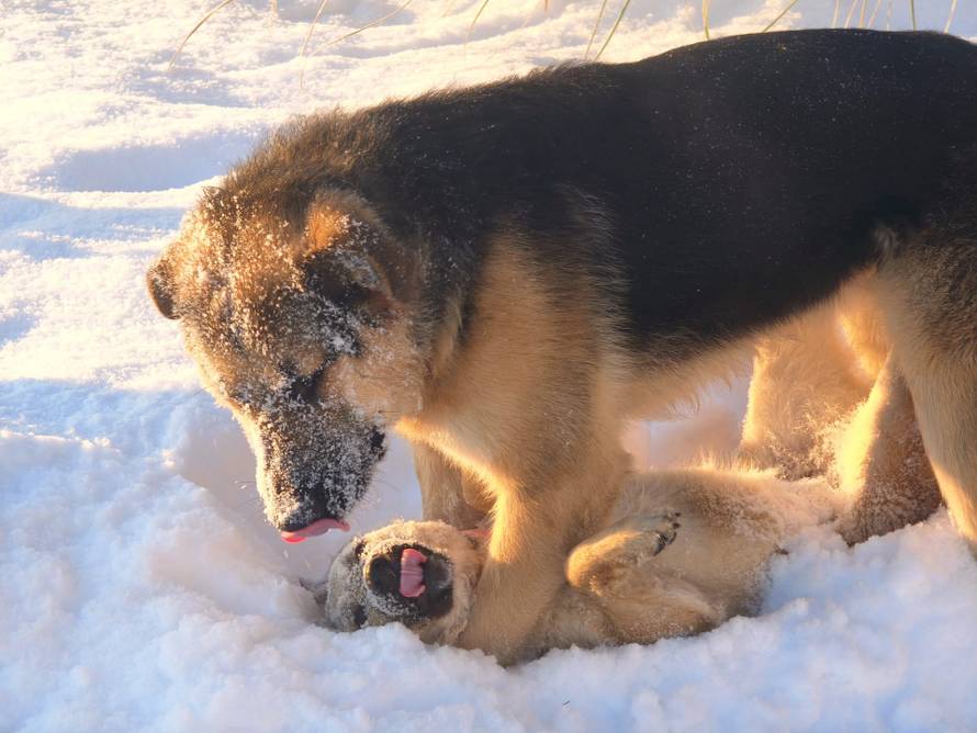 Općinska komunalka sama 'izlopatala' snijeg sa staze: 'Nema nikakve drame u tome'