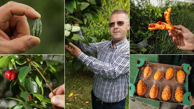 Na plantažama u Donjoj Bistri raste zmajevo voće, najmanja lubenica na svijetu, goji bobice